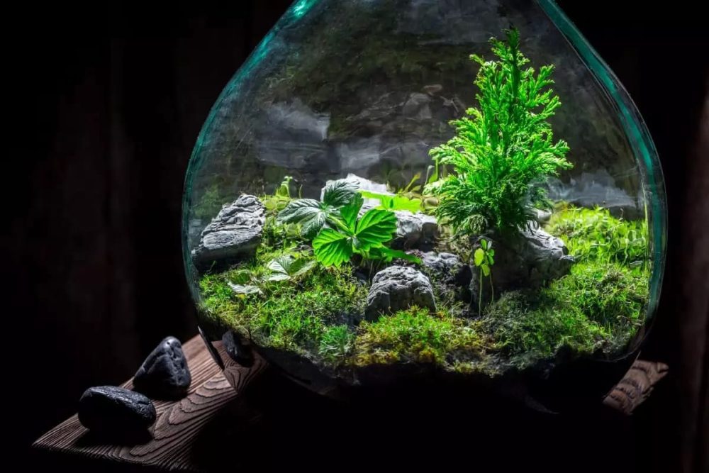 diy terrarium