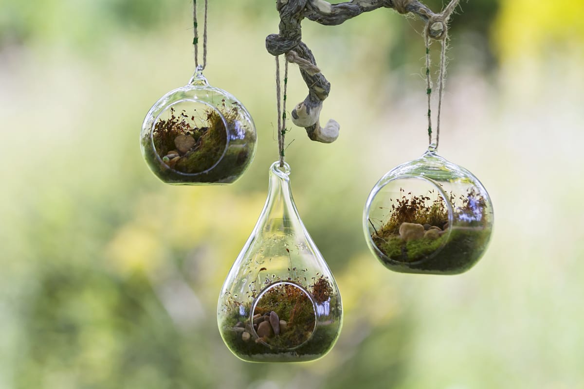 Terrariums Hanging From Tree