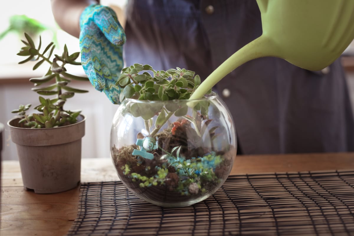 Watering Plant in Terrarium