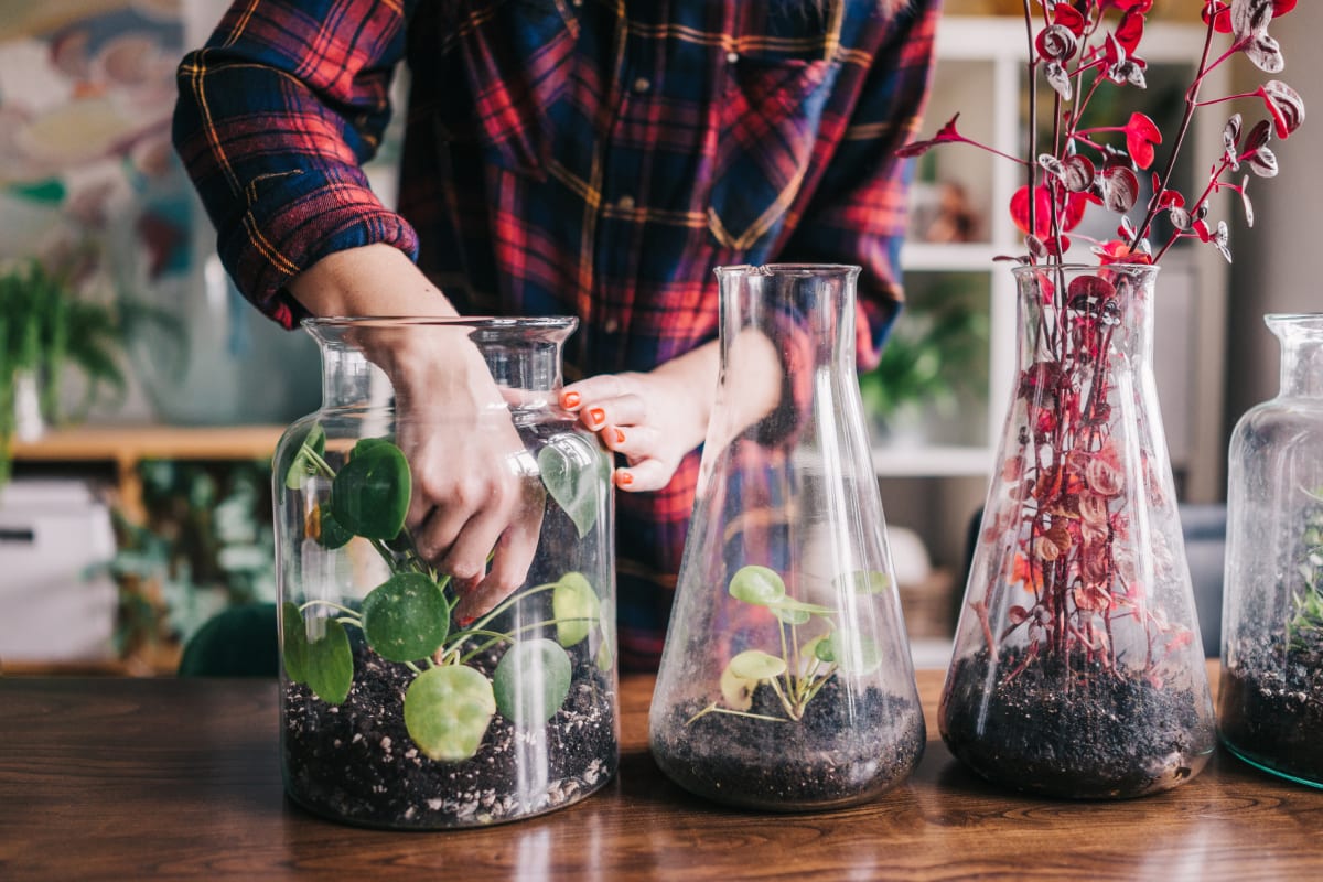 Plants Inside of Terrarium