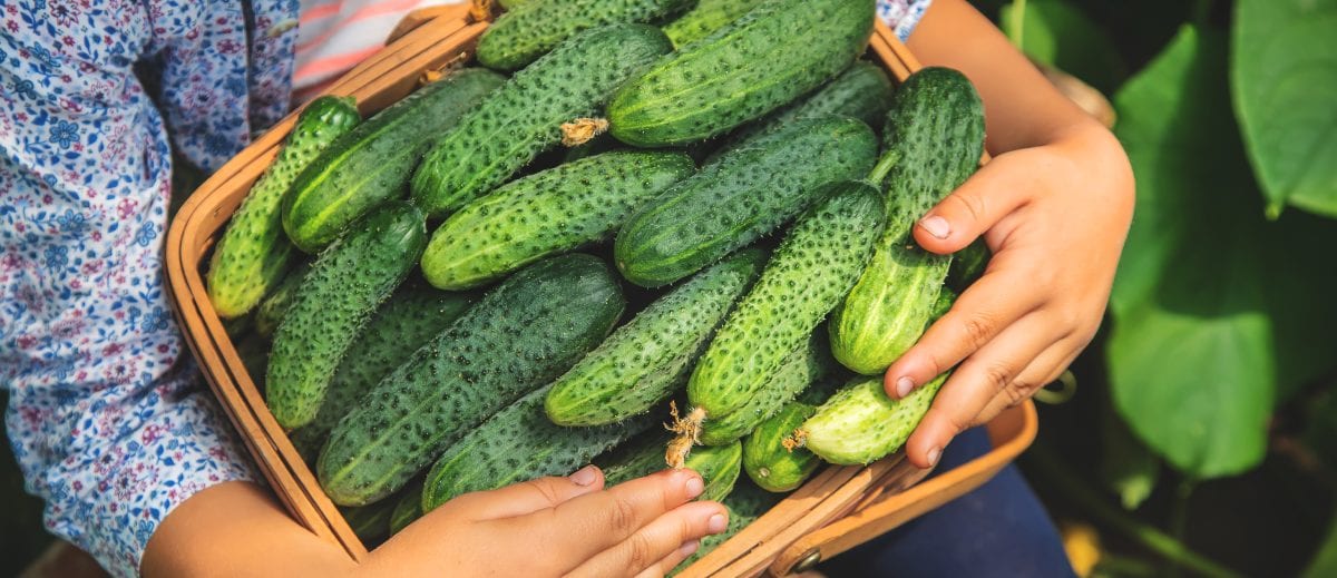 Homemade Cucumber Cultivation