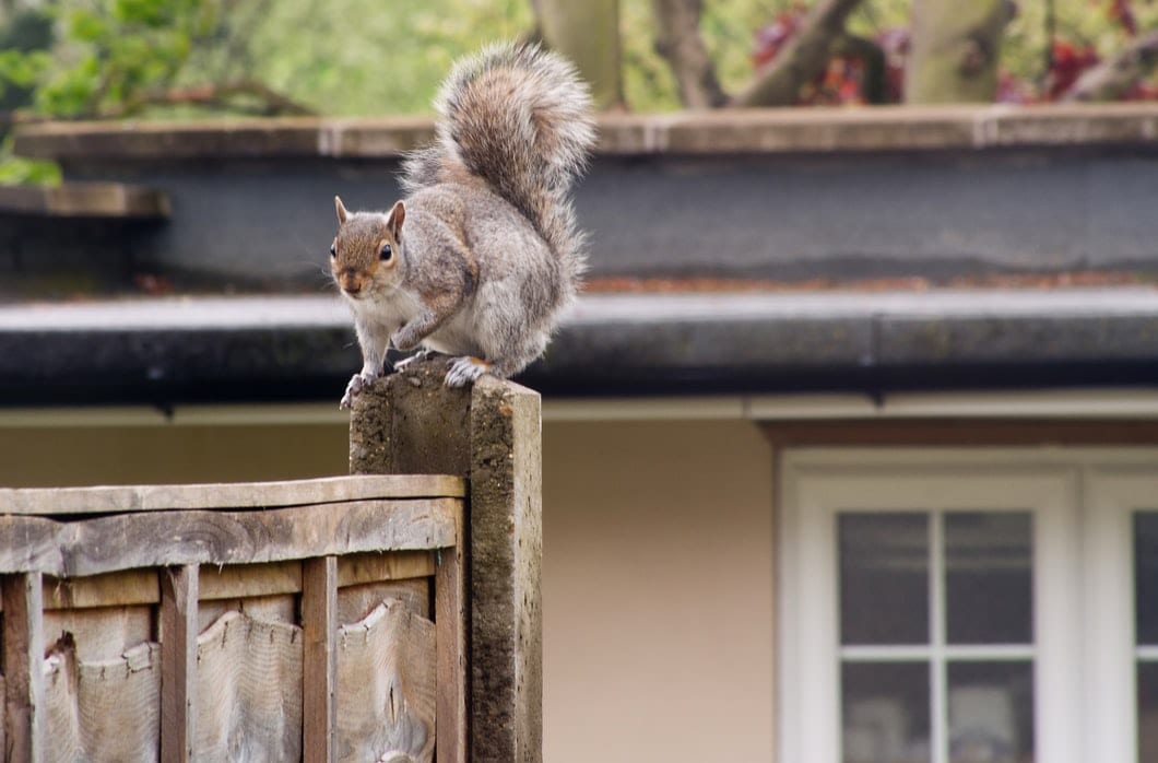 Squirrel on Backyard Fence