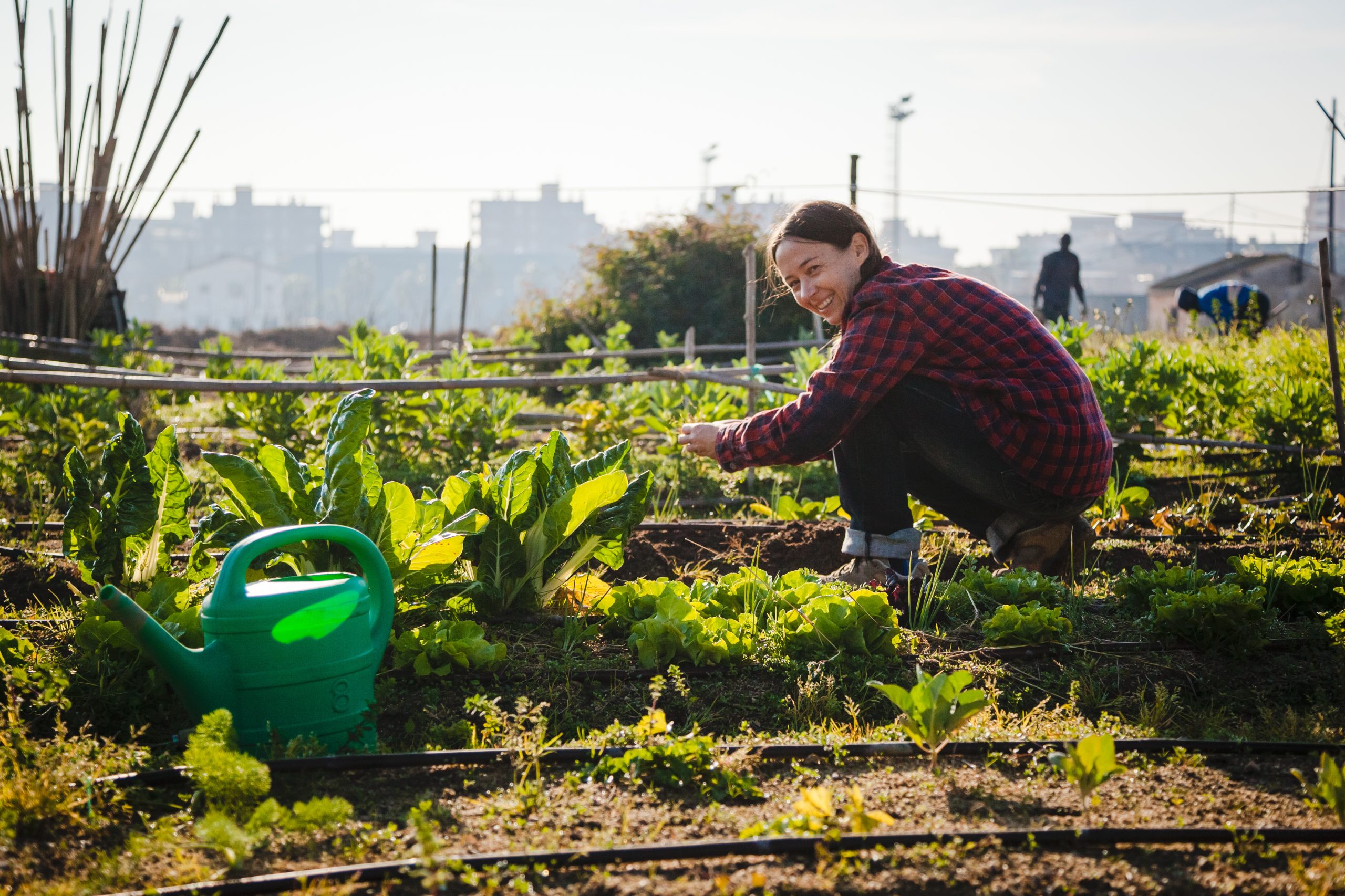 food garden