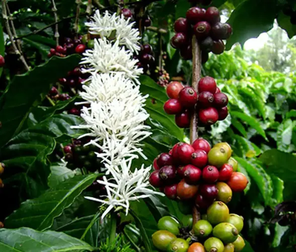 The Elegance of Arabica Coffee