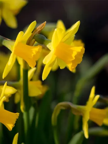 Yellow Spring Flowers