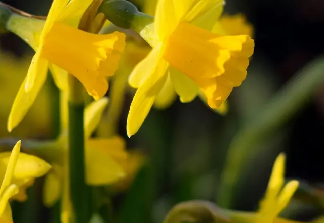 Yellow Spring Flowers